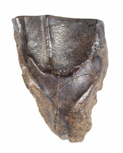 Triceratops Shed Tooth - Montana #60693